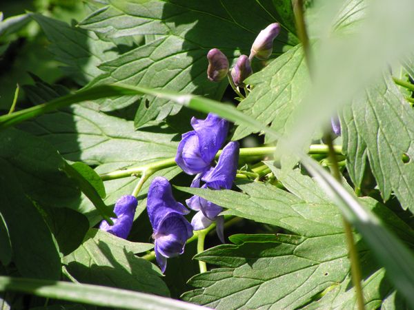 自然を楽しみながら