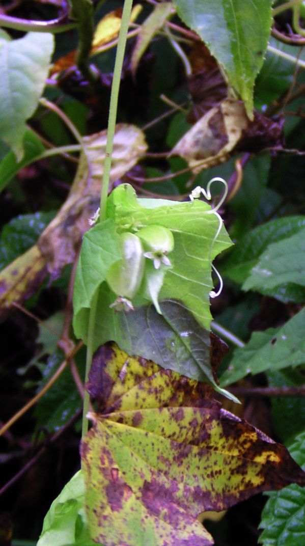 ミヤマニガウリの世界　3