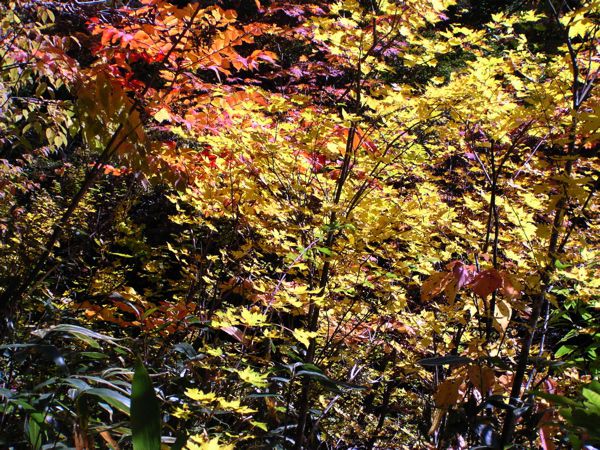 地蔵沼10/14　カエデ　1