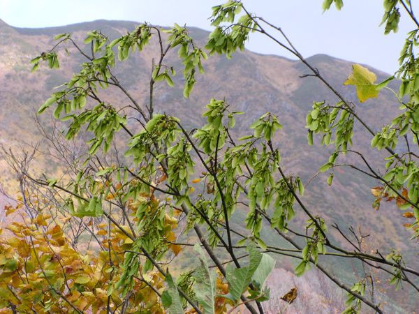 テツカエデの実たわわ