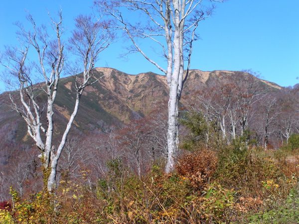 姥沢駐車場より湯殿山