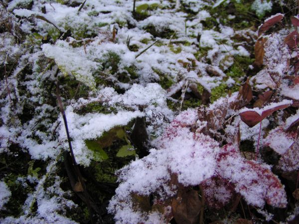 初雪