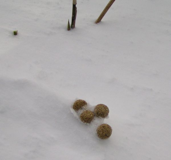 雪上に