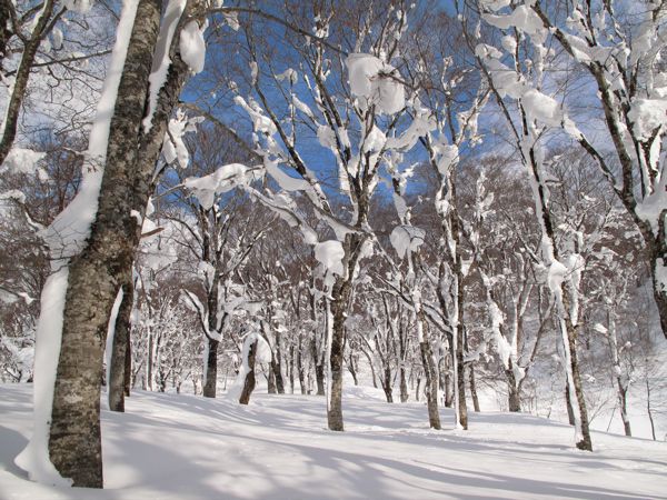 吸い込まれそうな森