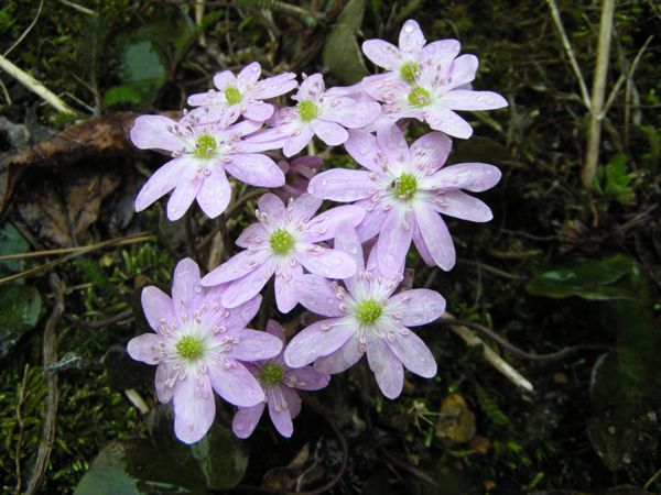 ミスミソウ　　3