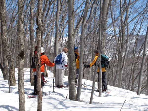 ミズナラの林にブナが