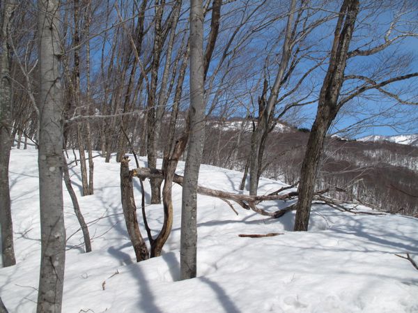 ミズナラの枯れた木が