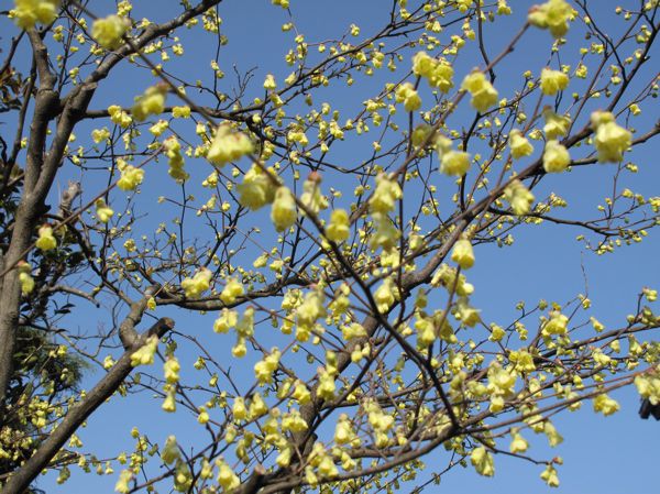 ヒュウガミズキ