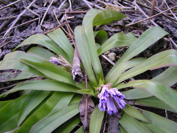 ショウジョウバカマ