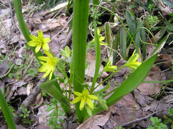 キバナノアマナ