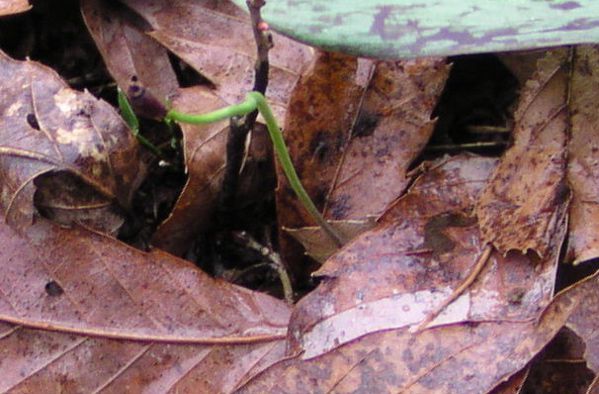 カタクリの実生