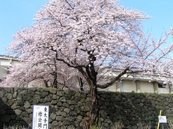 霞城公園の桜