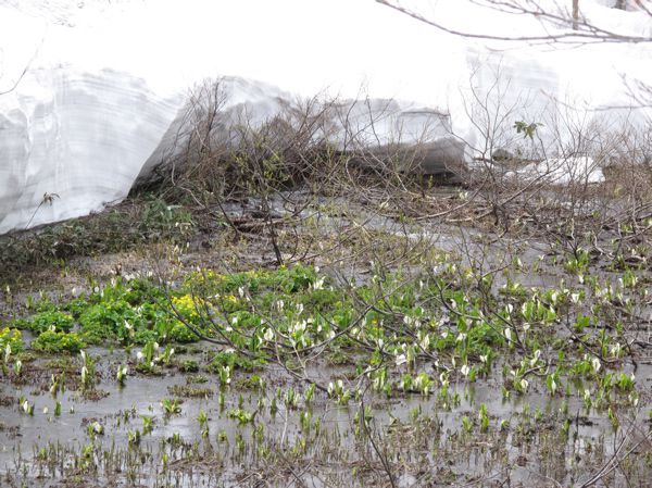 リュウキンカ広場