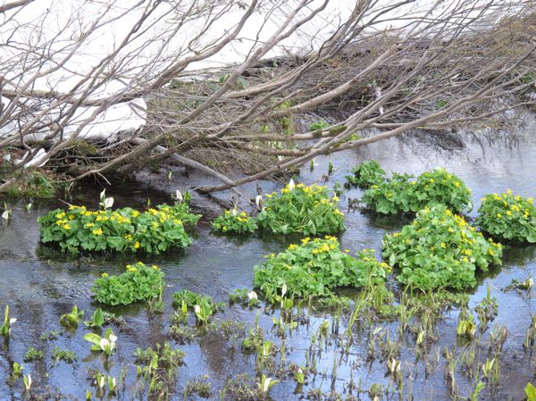 湿地がわから