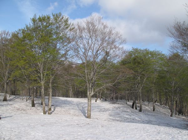 わきブナの森