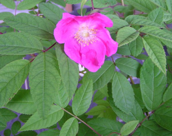 オオタカネイバラ