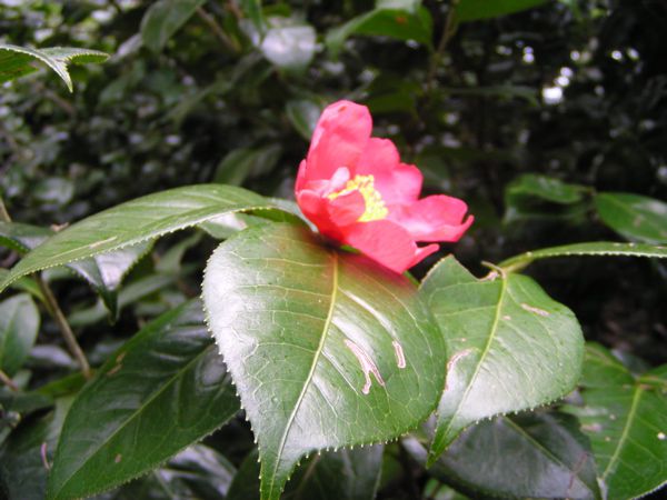 照り葉の上に慎ましく