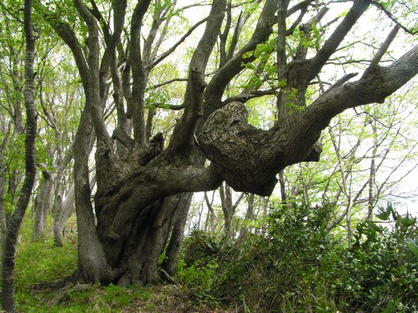 背伸びして自己主張
