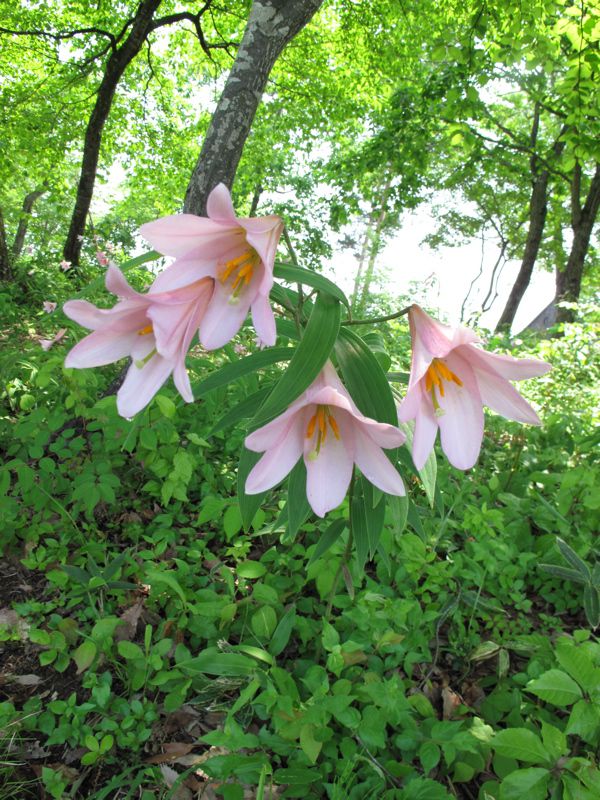 公園のヒメサユリ