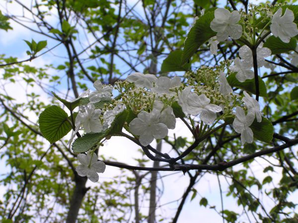 露に濡れて