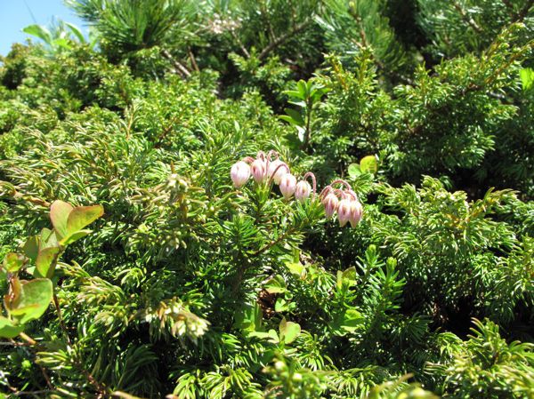 エゾノツガザクラ