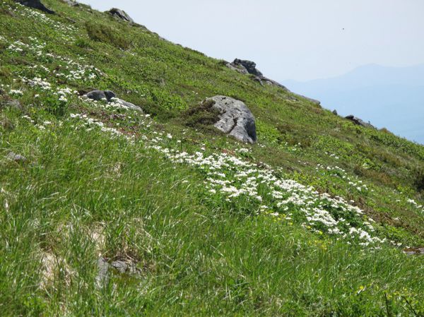 ハクサンイチゲ