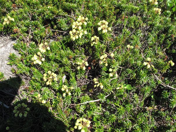 山頂のアオノツガザクラ
