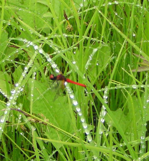 ハッチョウトンボ ♂