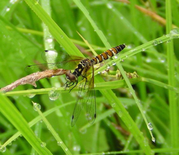 ハッチョウトンボ ♀