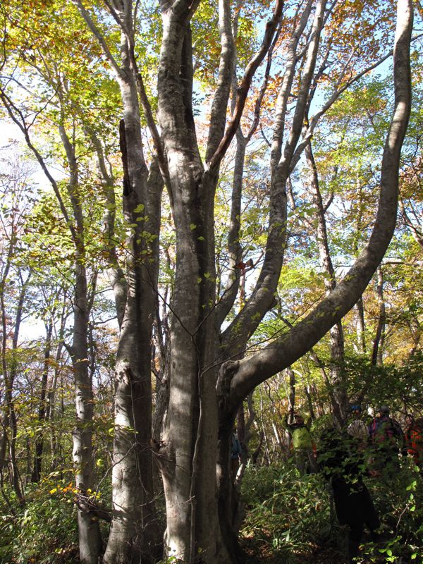 ブナの木　2