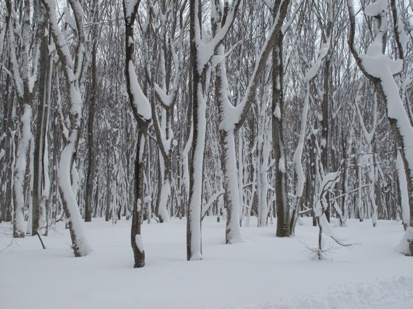 二次林ならではの風景