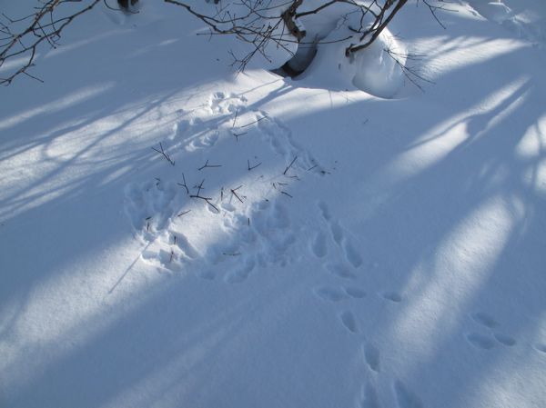 ウサギ