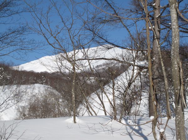 木々の間から