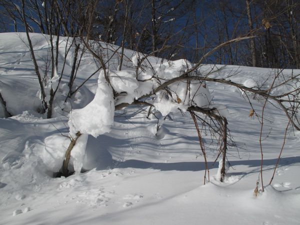 雪に埋もれる