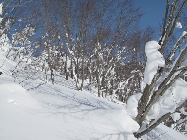 　隠れてないブッシュ