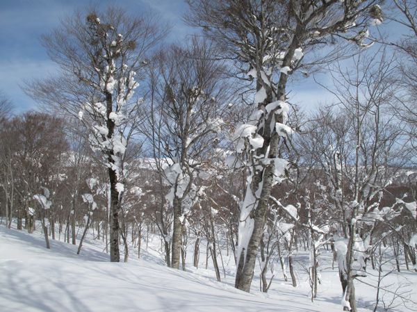 2次林の中の老木