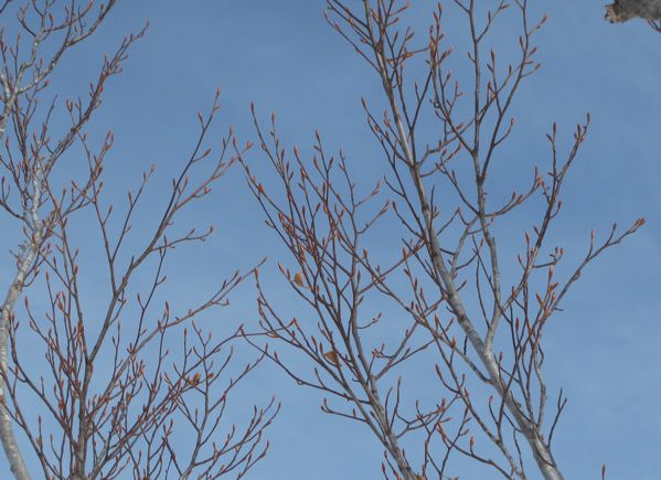 皮松谷地のブナ