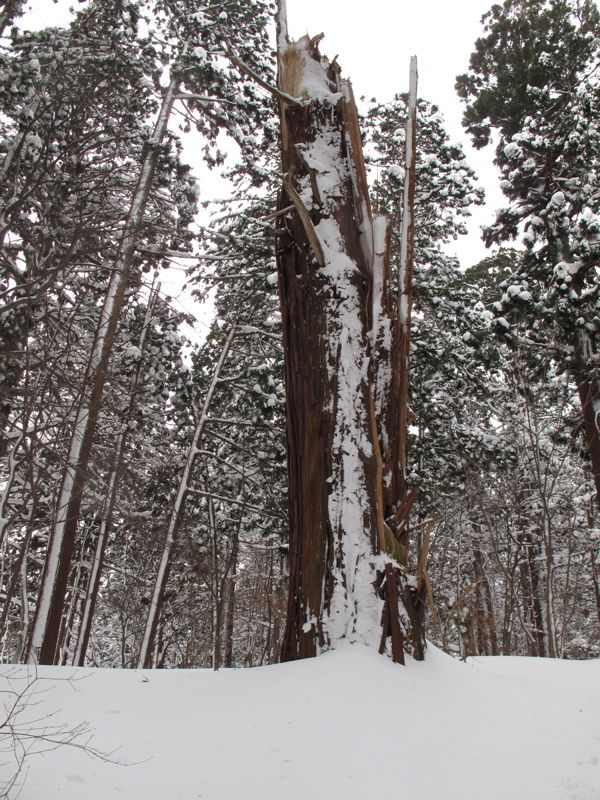 雪害