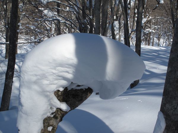 原始の森ゴガラミへ