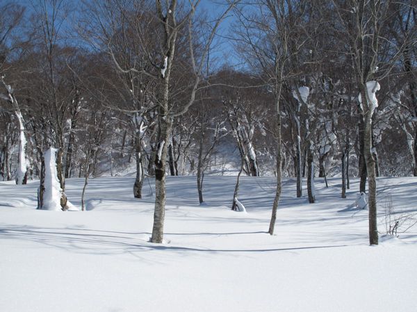 次世代のブナ達