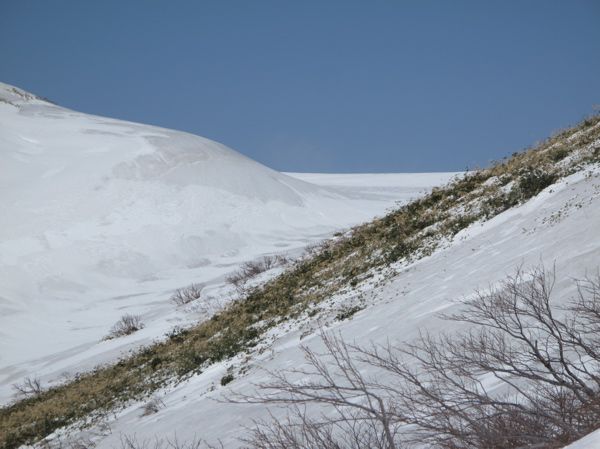 チシマザサ群落