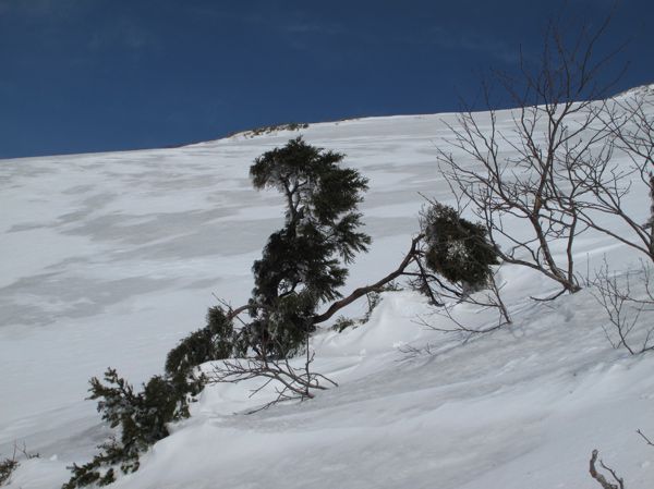 最初のコメツガ