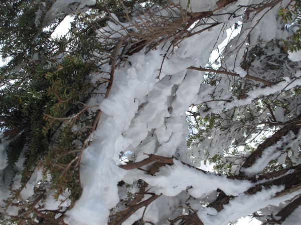 コメツガの中へ