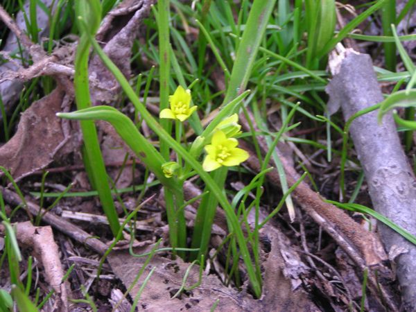 キバナノアマナ