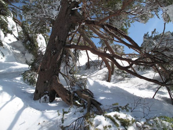 生きる逞しさ　2　幹