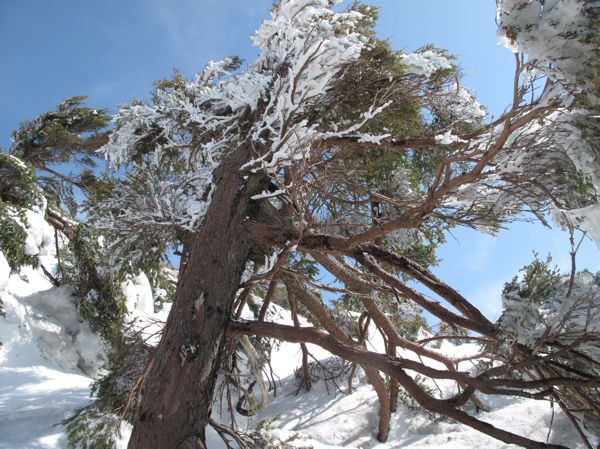 生きる逞しさ　3　幹