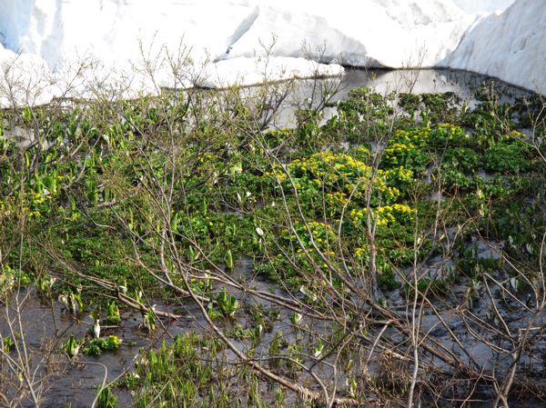 リュウキンカ盛り