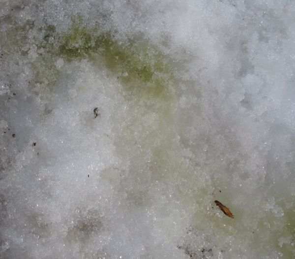 雪上藻見られる