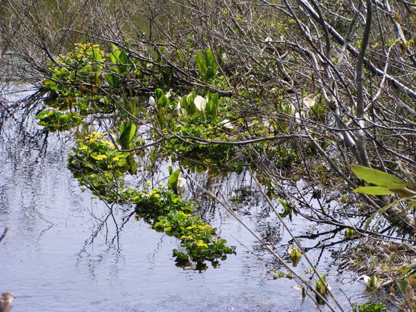 皮松谷地沼より　1