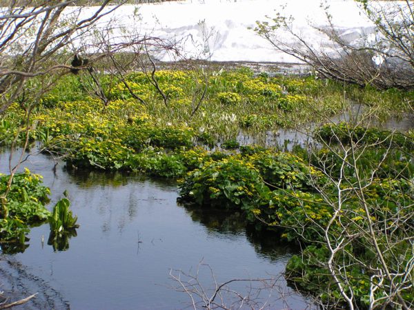 皮松谷地沼より　3